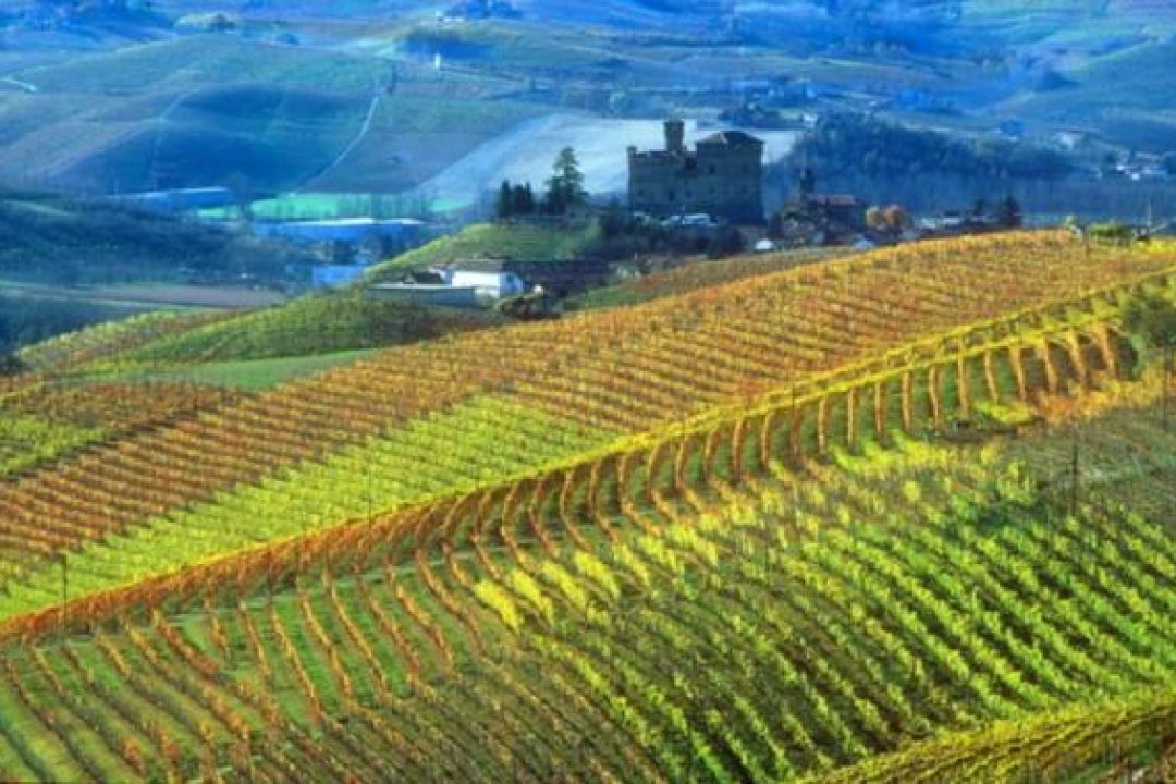 Piemonte, le principali varietà da vino coltivate