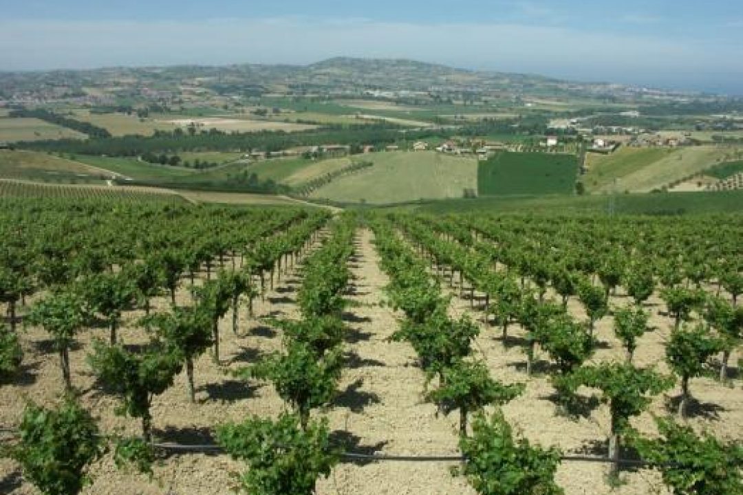 Abruzzo, il Montepulciano regna (e cresce)