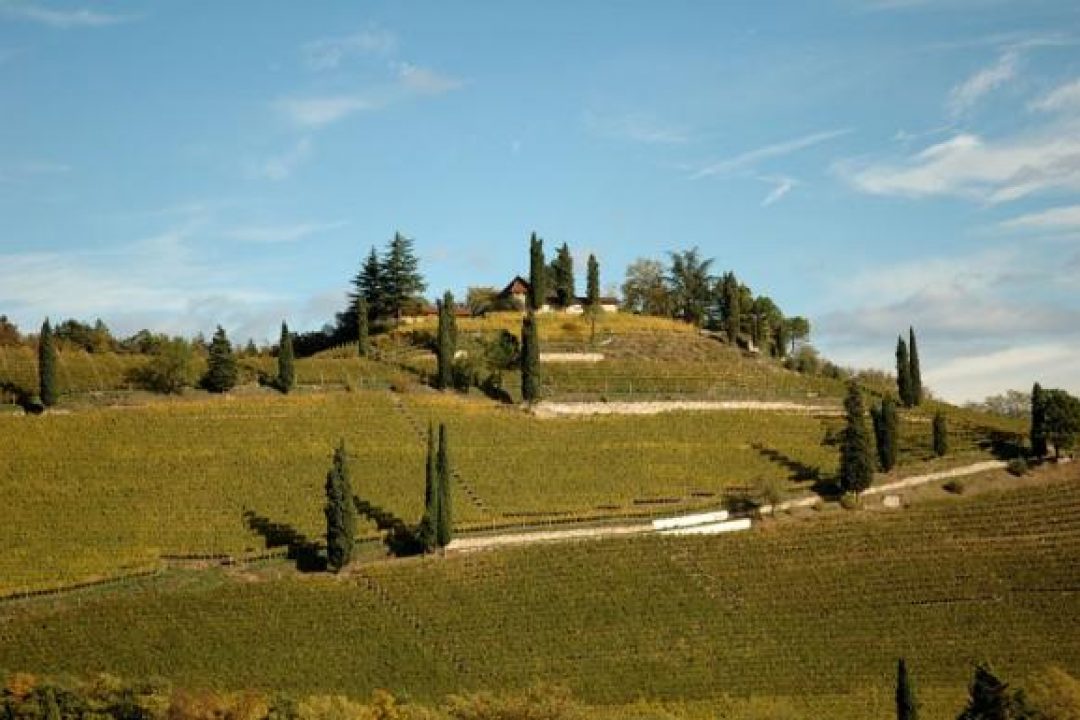 Alto Adige, dieci anni di rivoluzioni in vigneto