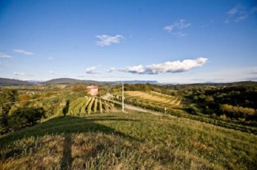 Friuli, bando per l’assegnazione dei diritti di impianto derivanti dalla riserva