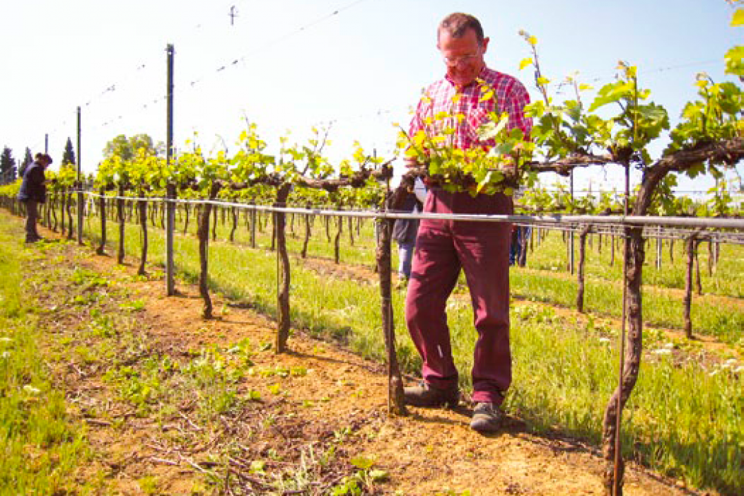 Potatura verde: interventi mirati per raggiungere l’equilibrio