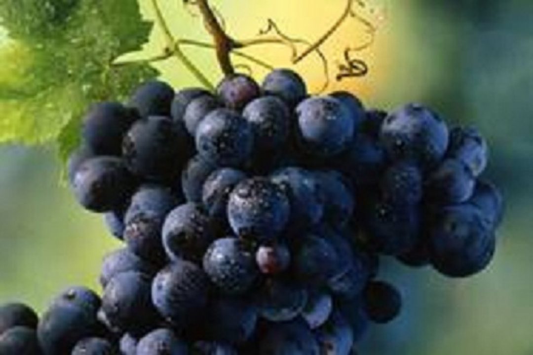 Sangiovese, il re del vigneto Italia