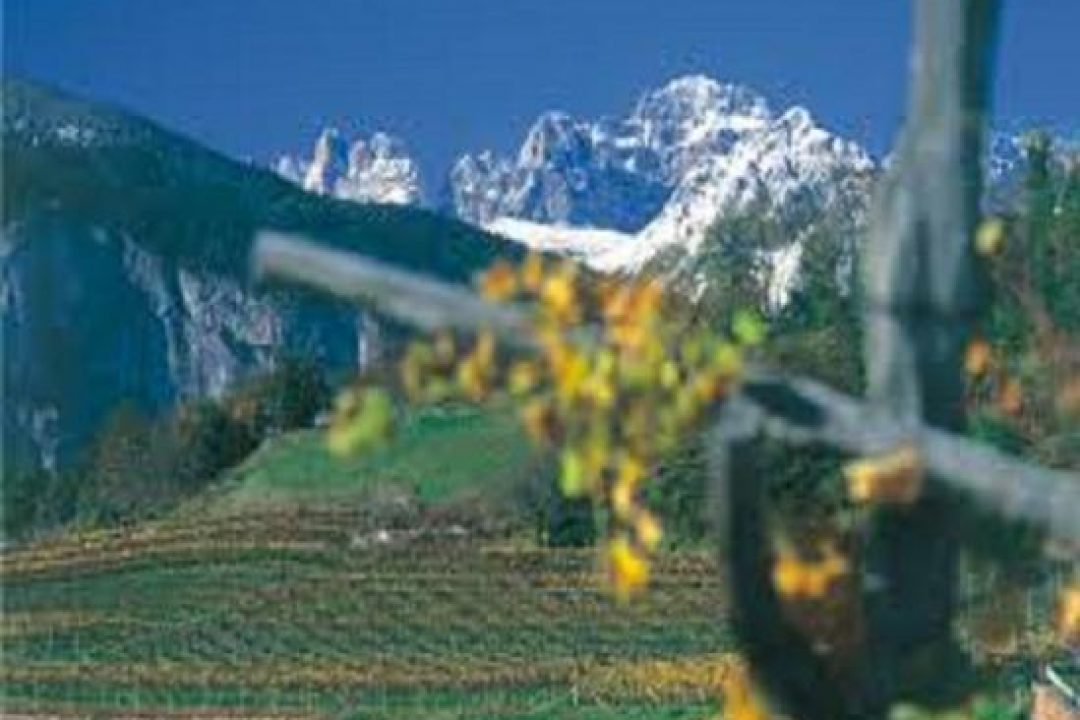 Trentino, Pinot grigio e Chardonnay fanno metà del vigneto