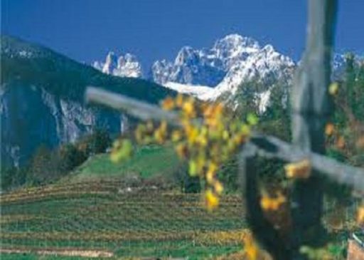 Trentino, Pinot grigio e Chardonnay fanno metà del vigneto