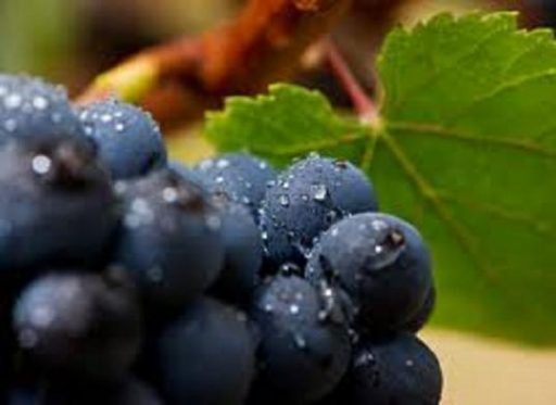 On line il Registro nazionale delle varietà di viti