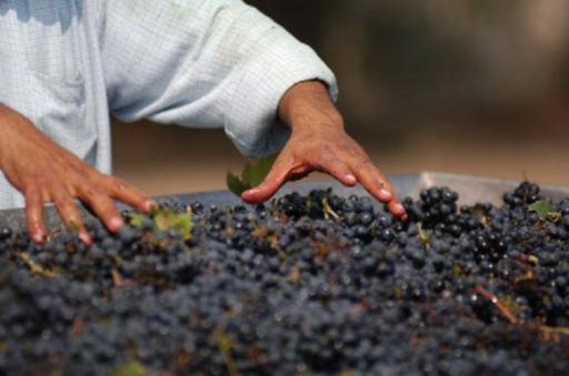 Produzione di vino in Italia, 2013 record