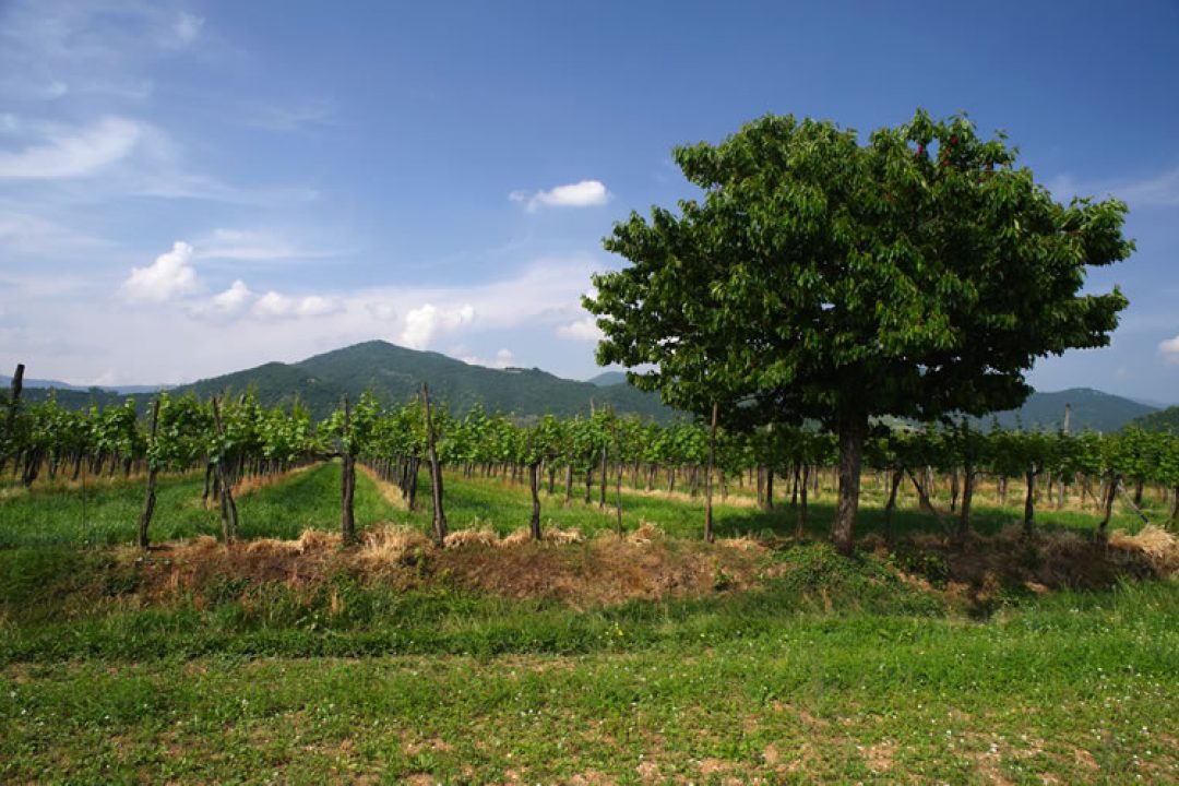 Franciacorta, agrofarmaci: regolamento unico per i comuni del territorio