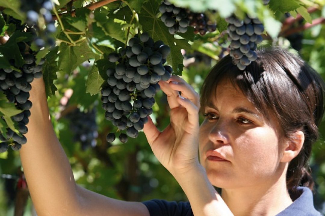 Vitivinicolo, settore giovane dove vincono parità di genere e collaborazione