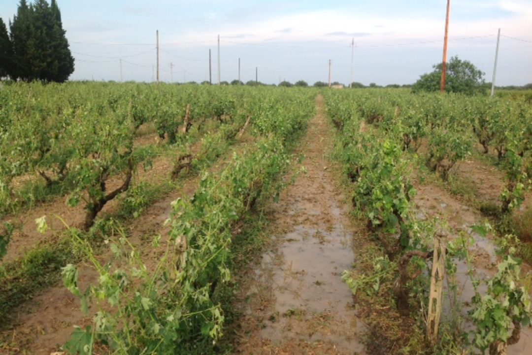 Salento, doppia ondata di maltempo si abbatte sui vigneti