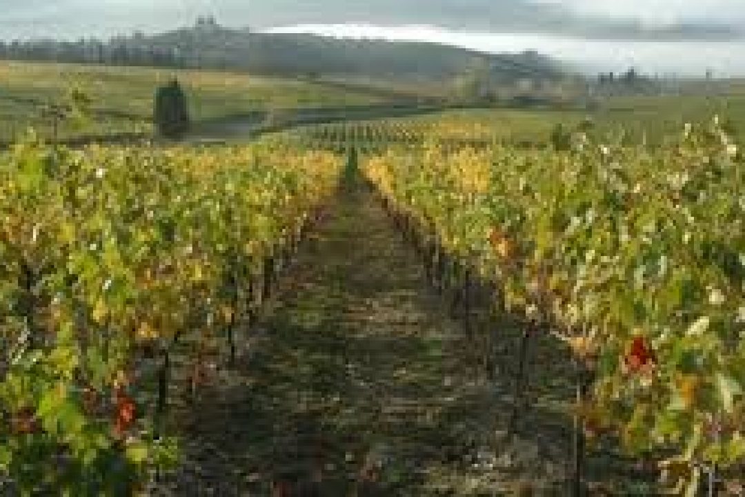 Nasce AVITO, i Consorzi del vino della Toscana uniti