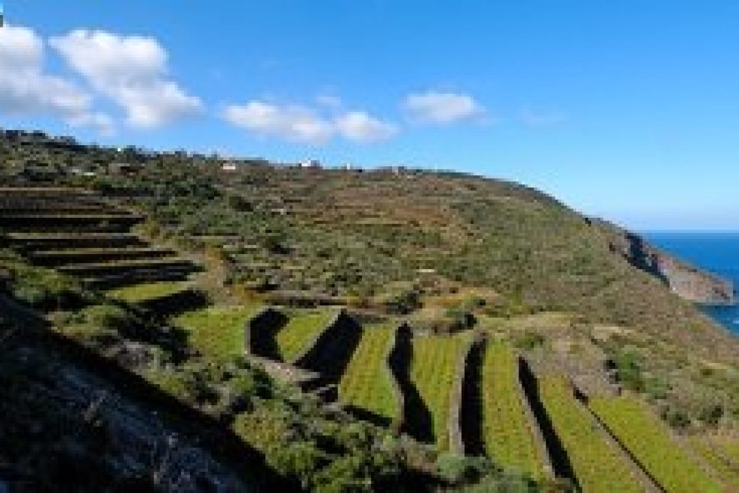 La Vite ad Alberello di Pantelleria è Patrimonio dell’Unesco