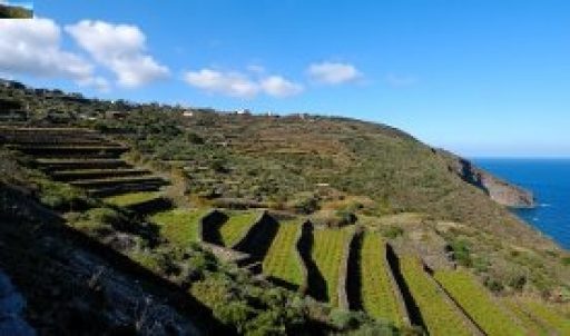 La Vite ad Alberello di Pantelleria è Patrimonio dell’Unesco