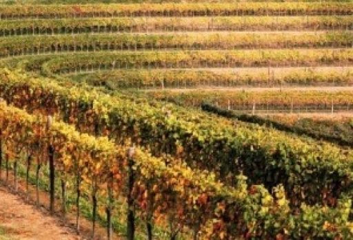 Friuli, una nuova legge per le Strade del Vino