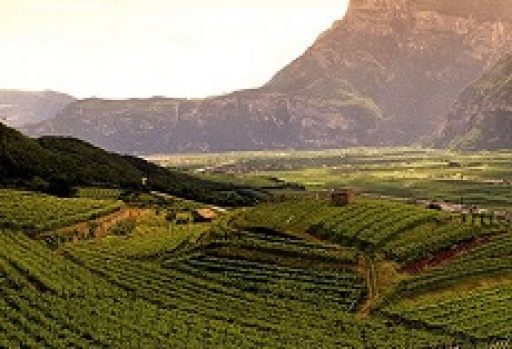 Trentino, nuovi possibili percorsi per vino e turismo