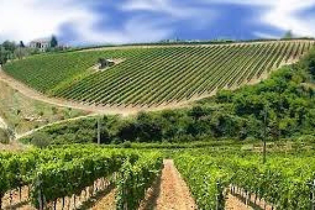 Vigneto Veneto, prime previsioni vendemmia 2015