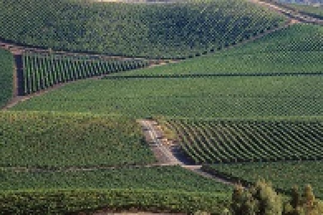 Doc Sicilia, cresce l'imbottigliato nel primo semestre 2015