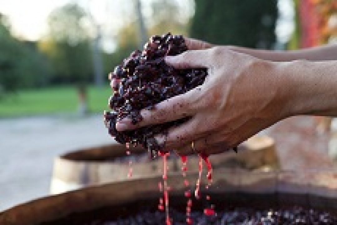 Colli Orientali-Ramandolo, prime previsioni di vendemmia