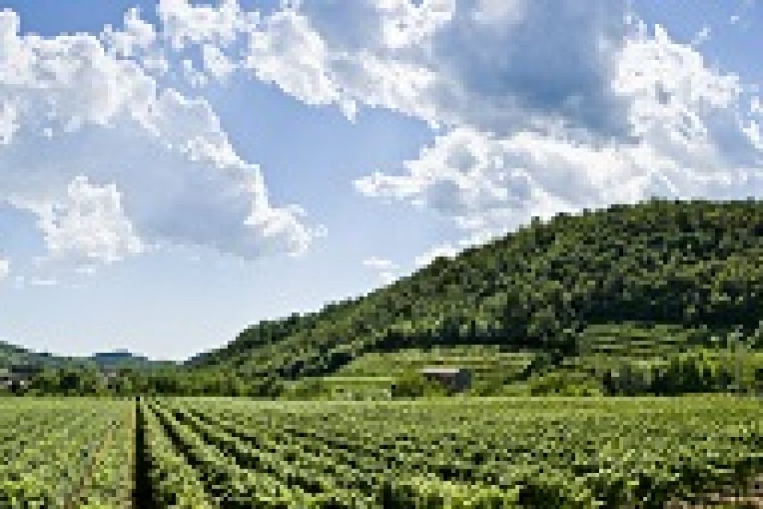 Torna il festival Franciacorta in Cantina