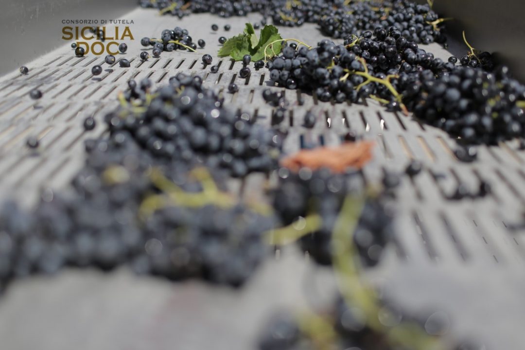 Sicilia Doc, una vendemmia ricca e generosa