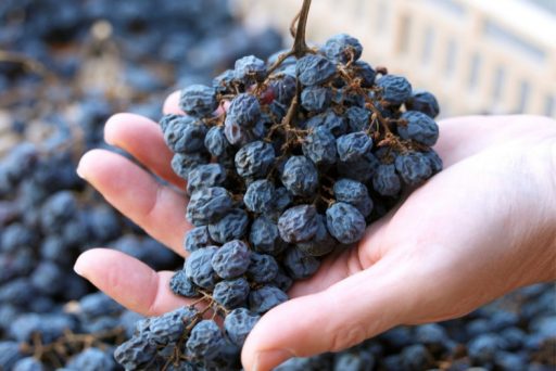 Amarone, riduzione delle uve a riposo vendemmia 2016