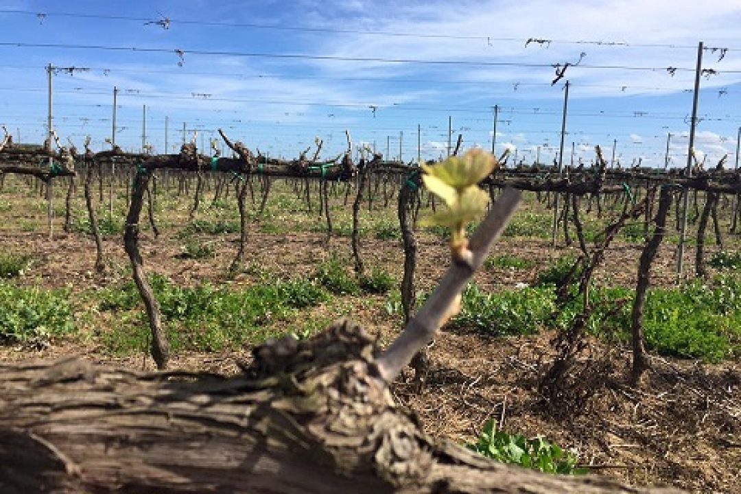 Vigneti del Salento, precoce risveglio dell’attività vegetativa