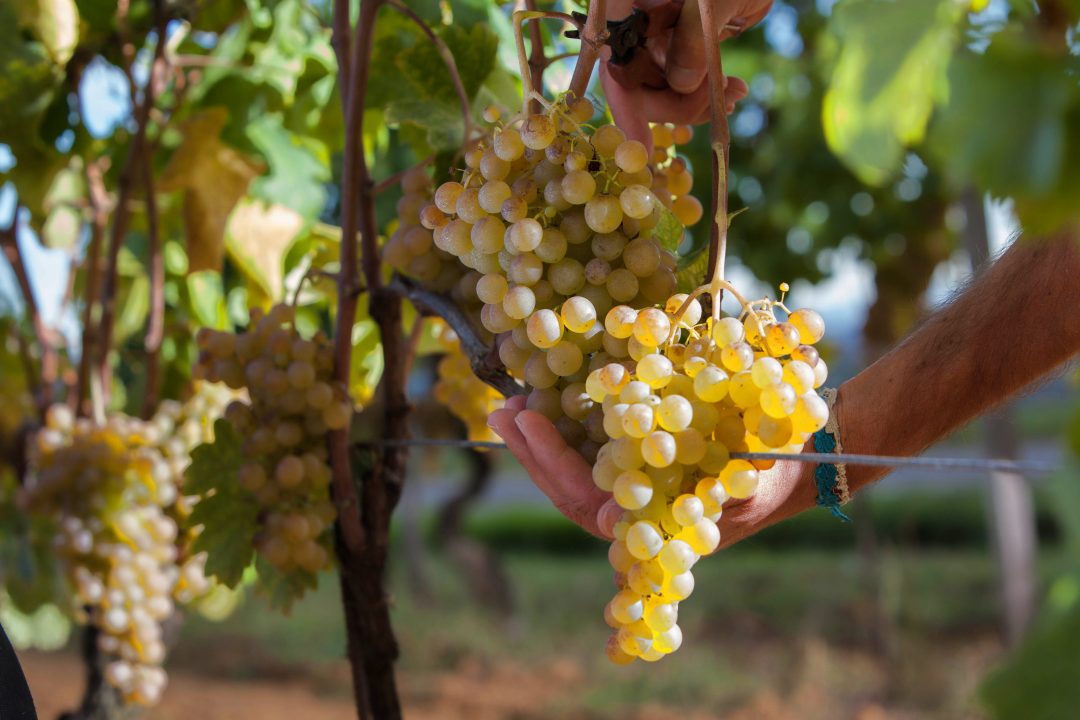 Il Gavi cresce forte e sano