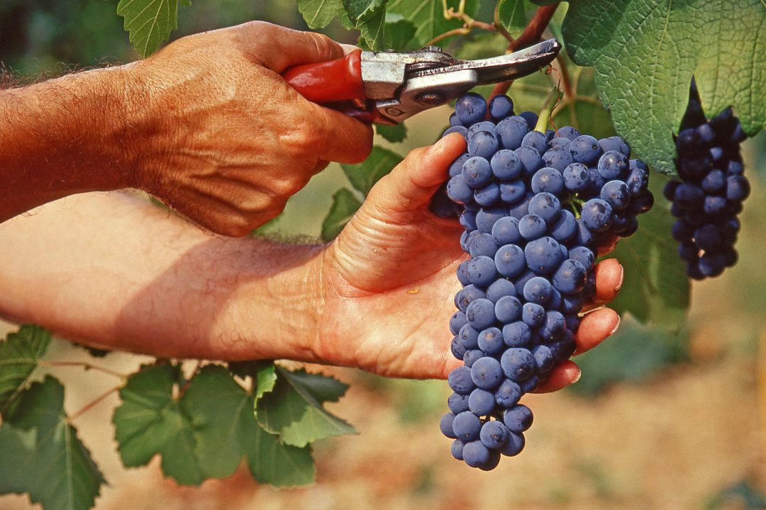 Valtenesi, parte la vendemmia del Chiaretto