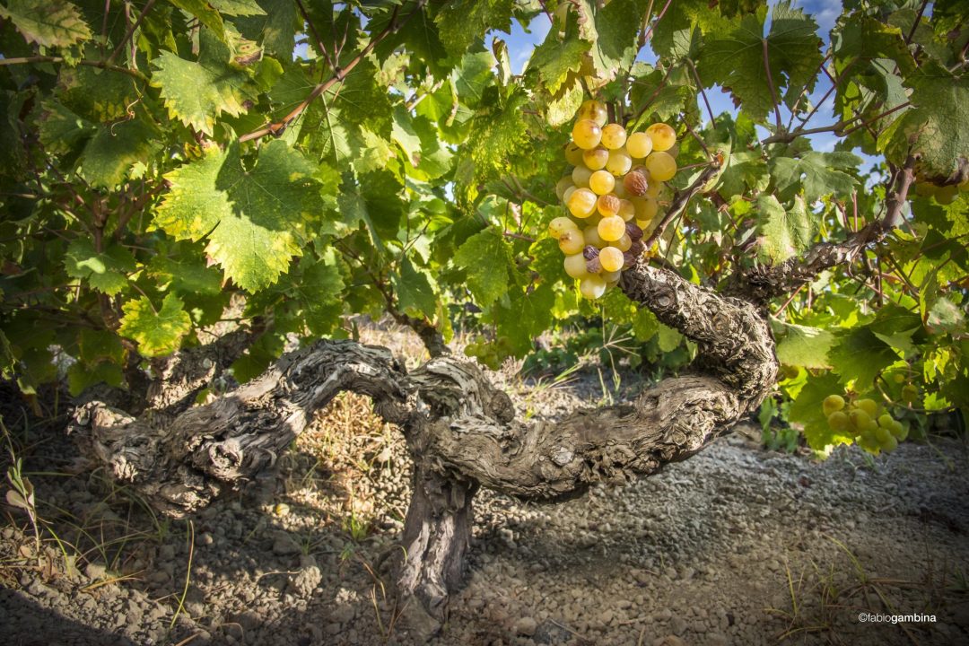 Da Pantelleria, un appello al valore dei paesaggi terrazzati