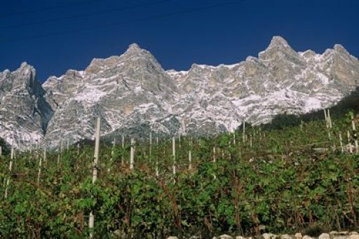 Sostenibilità e produzione integrata, binomio vincente per la viticoltura di montagna